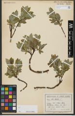 Foto von Salix hastata L.